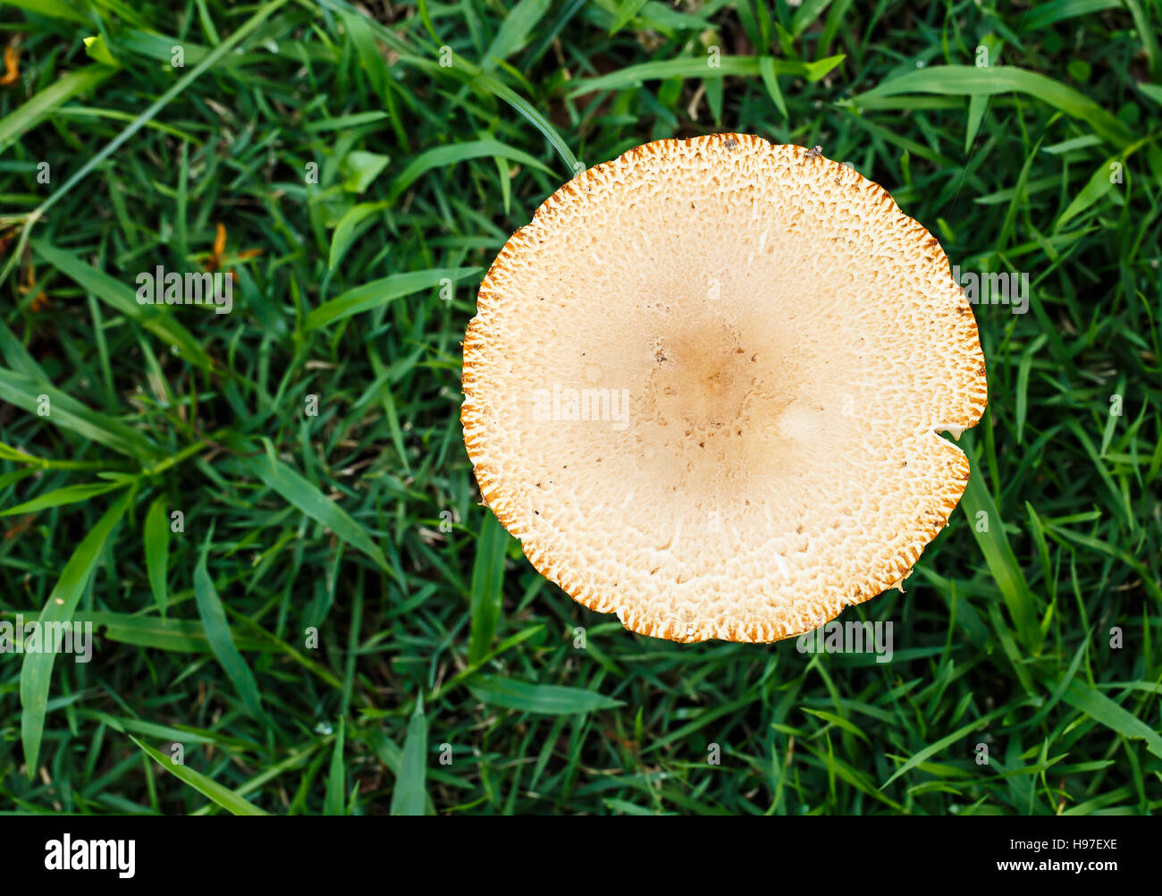 Mushroom in the tropical forests. Stock Photo