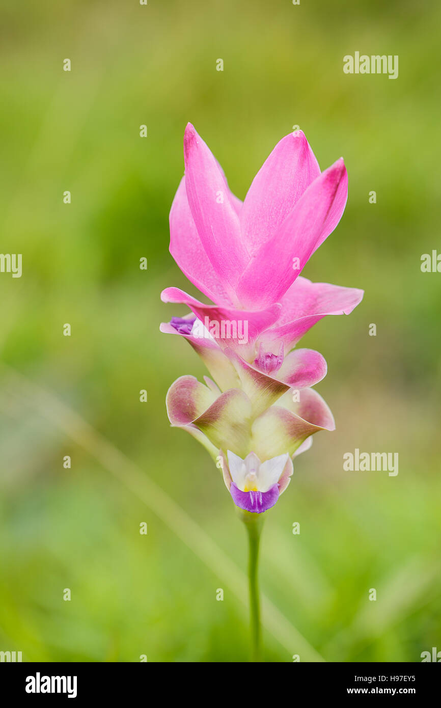 Beautiful soft pink white flower ( Zingiberaceae ) Stock Photo