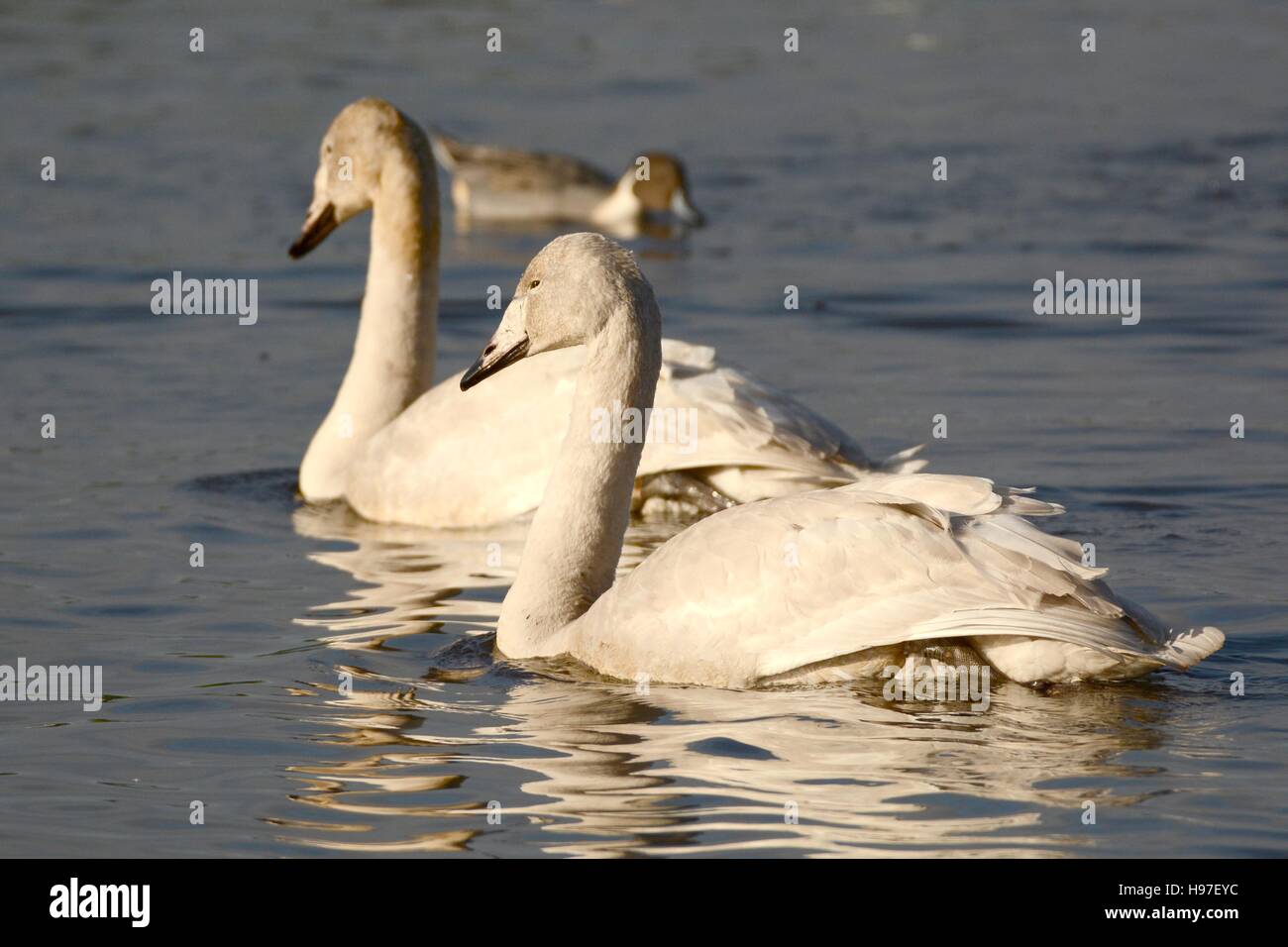 Juvenile Whooper Swans Stock Photo