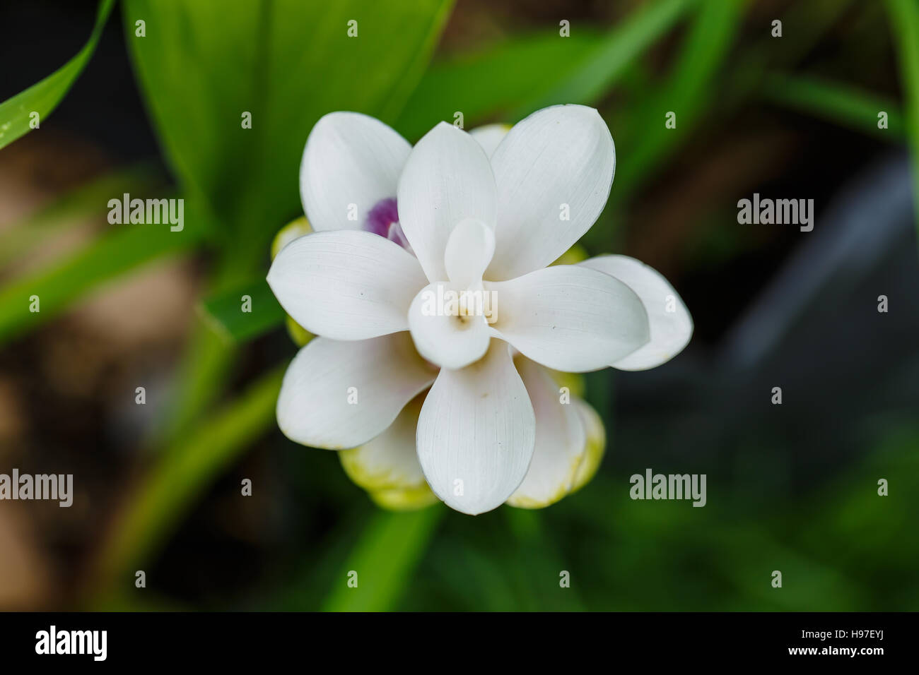 Beautiful white flower ( Zingiberaceae ) Stock Photo