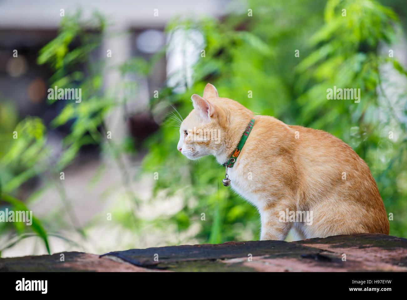 Cat on old brick wall Stock Photo