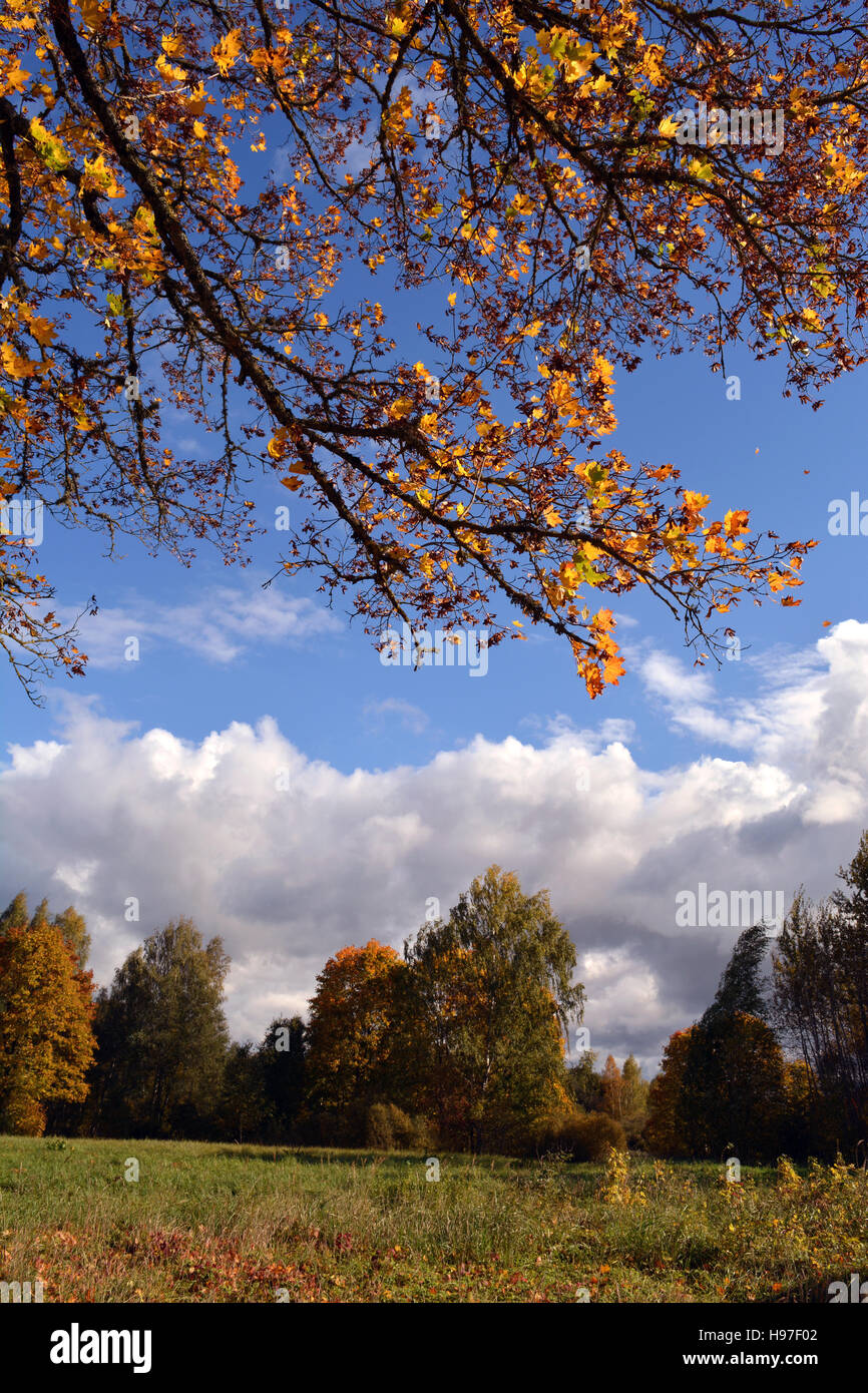 Landscape with maple tree branch with yellow leaves against blue sky on ...