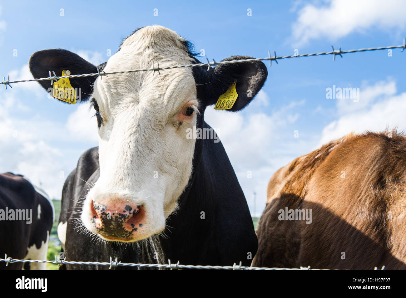 Cow/cows/cattle grazing in a field on a fine day at a barbed wire fence in West Cork, Ireland. Stock Photo