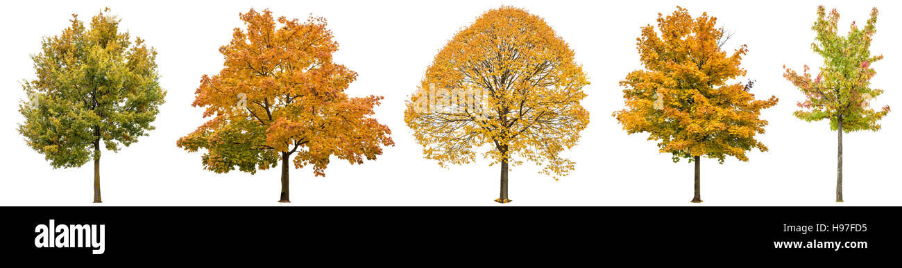 Autumn trees isolated on white background. Oak, maple, linden. Yellow red green leaves Stock Photo