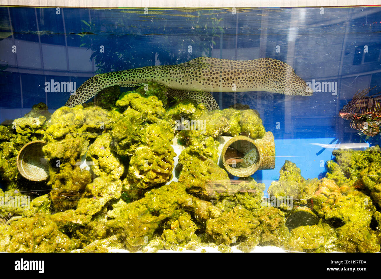 Moray eel swim in aquarium glass tank at home Stock Photo - Alamy