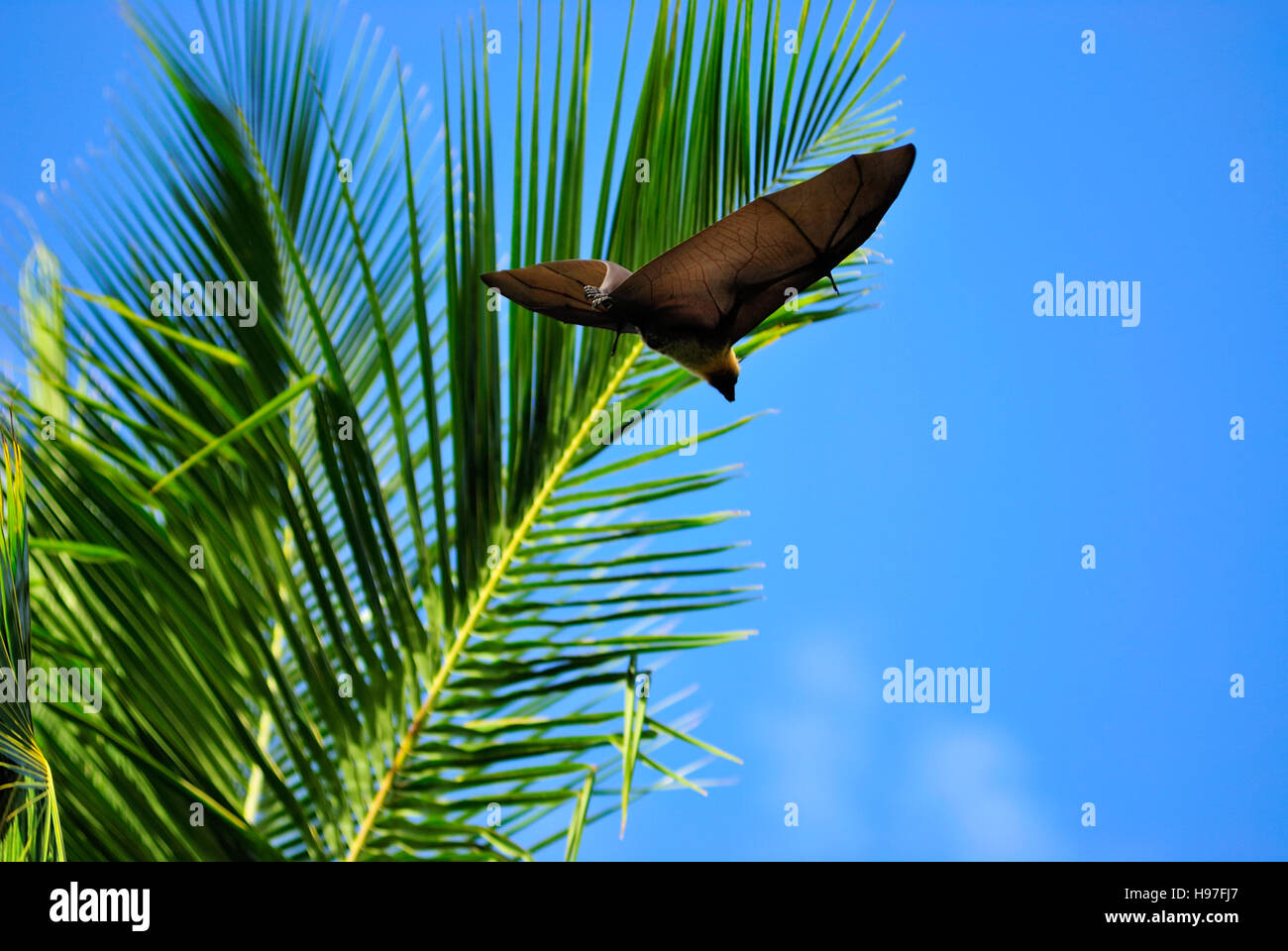 Seychelles Fruit Bat flying past a palm tree Stock Photo
