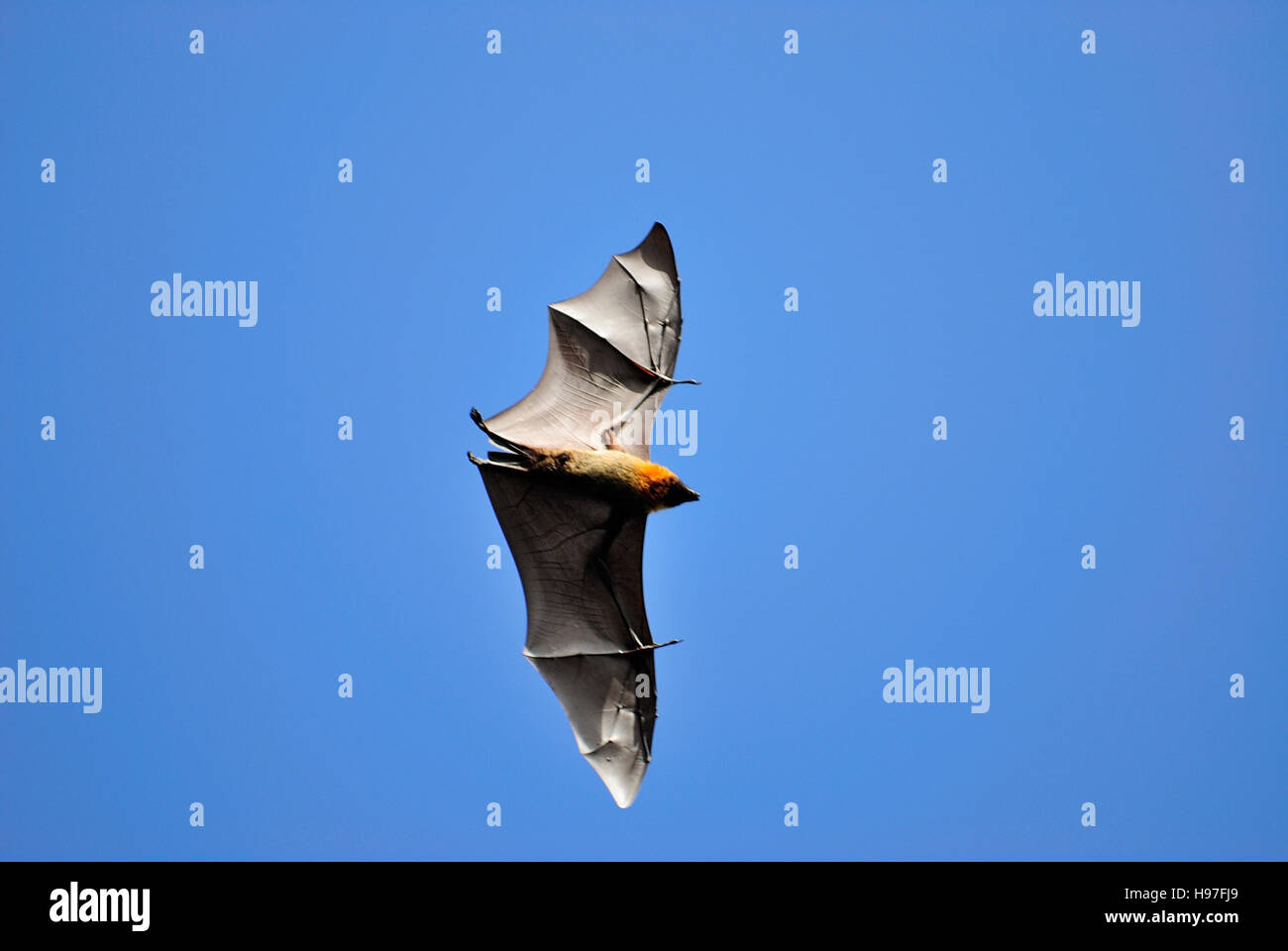Seychelles Fruit Bat displaying its wing structures Stock Photo