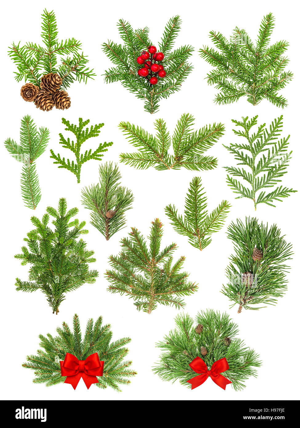 Set of evergreen coniferous tree branches isolated on white background. Christmas decoration red ribbon bow, red berries Stock Photo