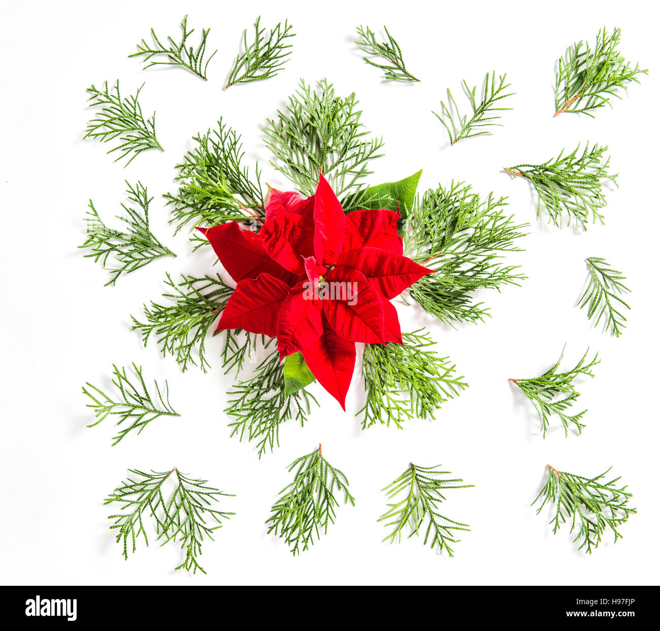 Christmas flower Poinsettia and coniferous branches. Floral Flat lay Stock Photo