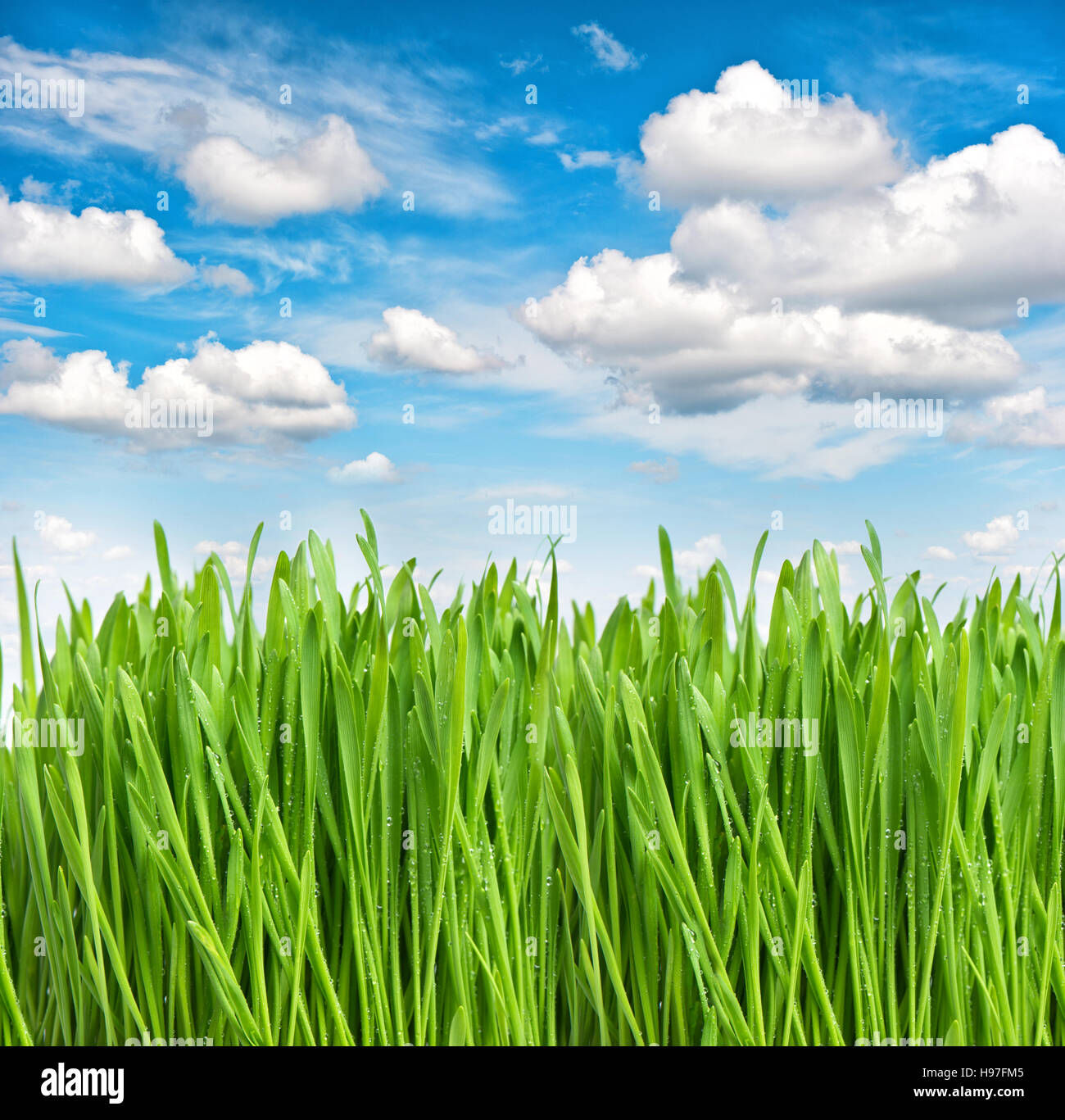 Green spring grass with water drops over beautiful blue sky. Environment and ecology concept Stock Photo