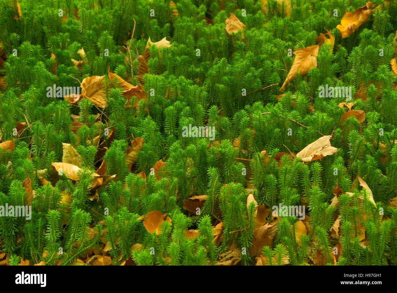Club moss, Platte Cove Preserve, Catskill Park, New York Stock Photo