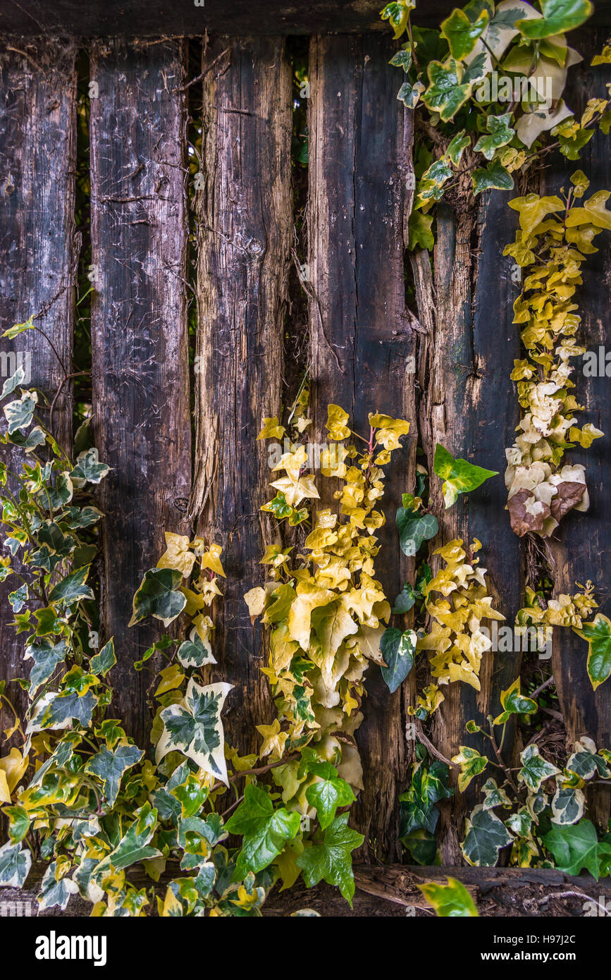 Ivy growing on an old wooden fence Stock Photo - Alamy