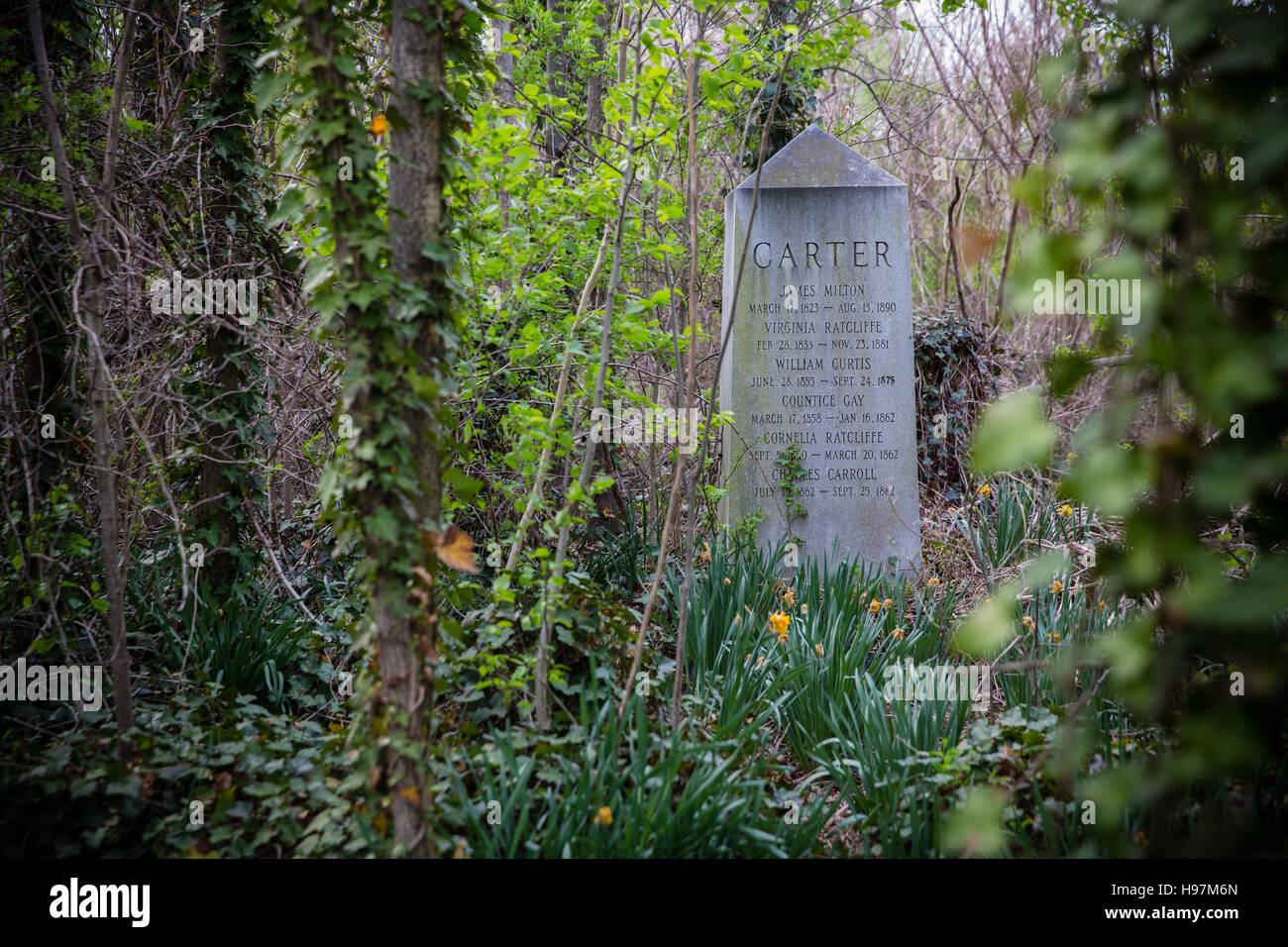 The Graveyard In The Woods