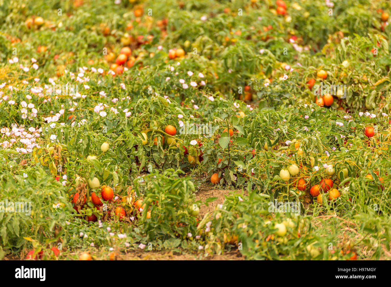 details of ripe tomato fields Stock Photo - Alamy