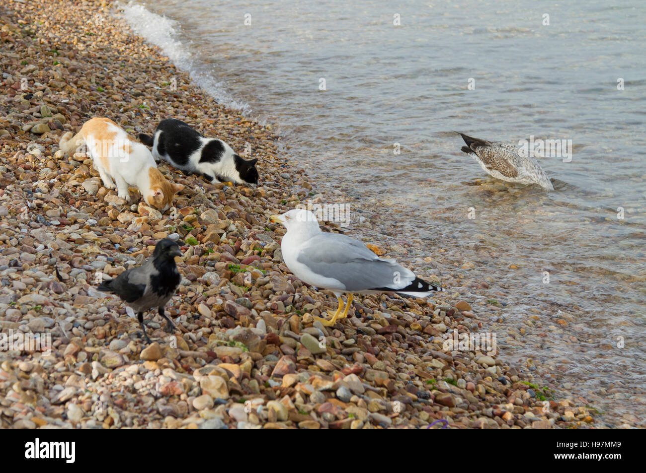Two cats, two seagulls and crow looking for the food on the beach Stock
