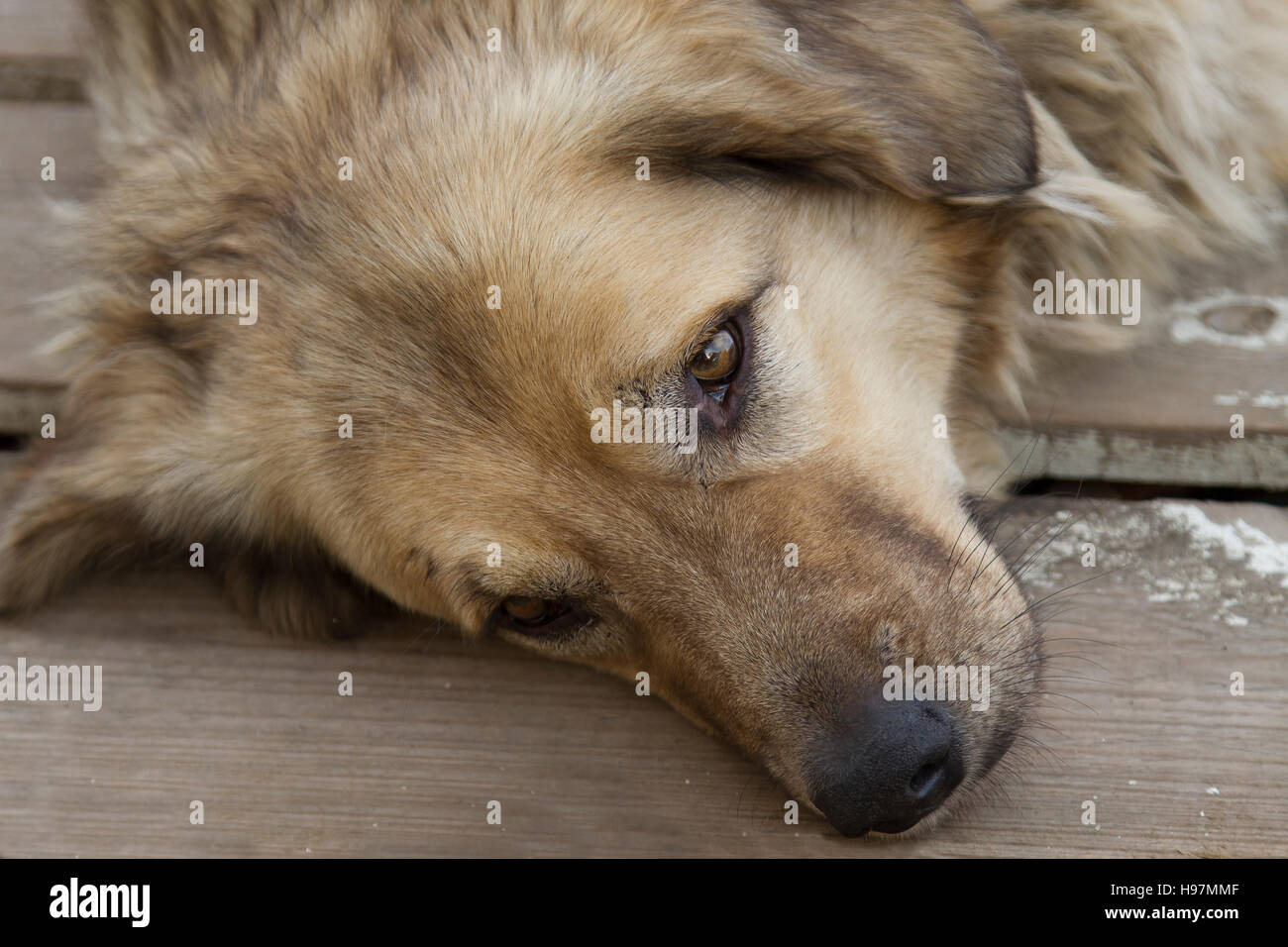 Dog laying on the wooden floor and looking sad Stock Photo - Alamy