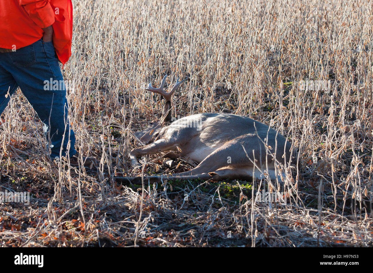 Whitetail Deer hunting in Minnesota Stock Photo Alamy
