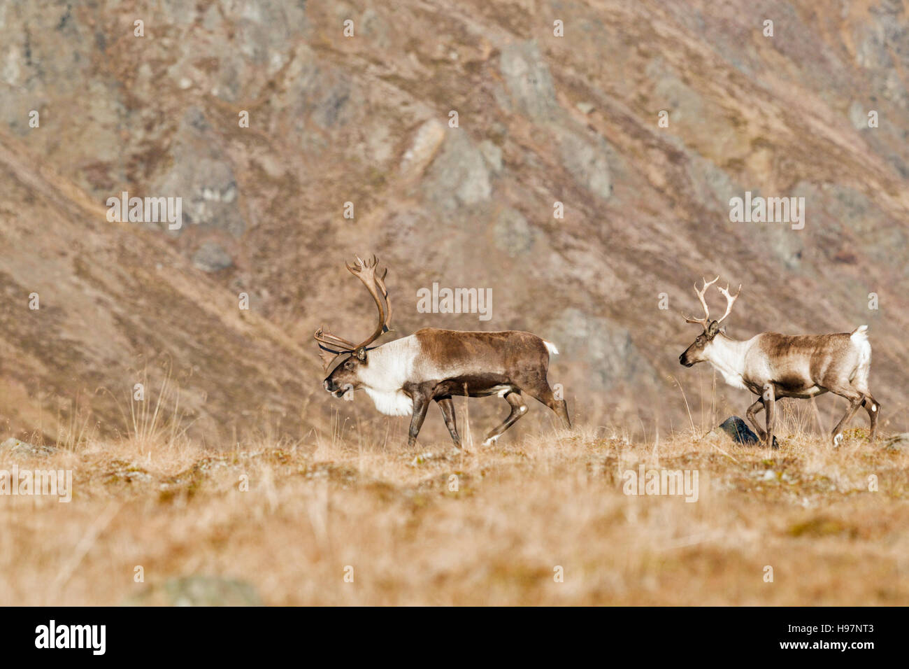 A bull and cow caribou in the Alaskan Range mountains during the autumn rut. Stock Photo