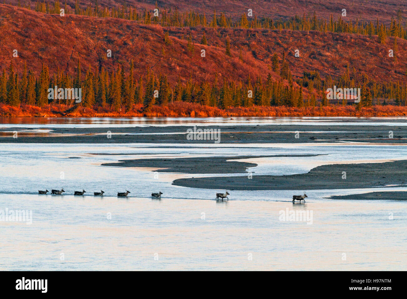 Caribou crossing the Susitna River at sunset during the autumn rut. Stock Photo