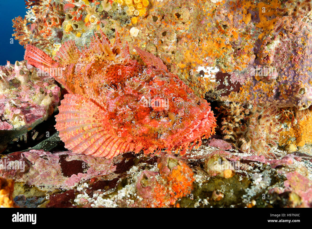 Stone scorpionfish, Pacific spotted scorpionfish, Malpelo Island, Colombia, East Pacific Ocean Stock Photo