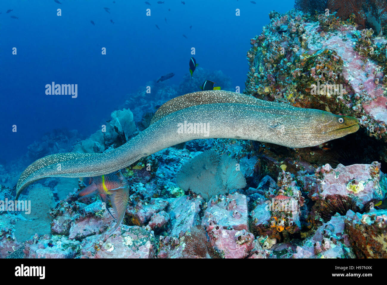 Swimming Finespotted or Spekled moray eel, Malpelo Island, Colombia, East Pacific Ocean Stock