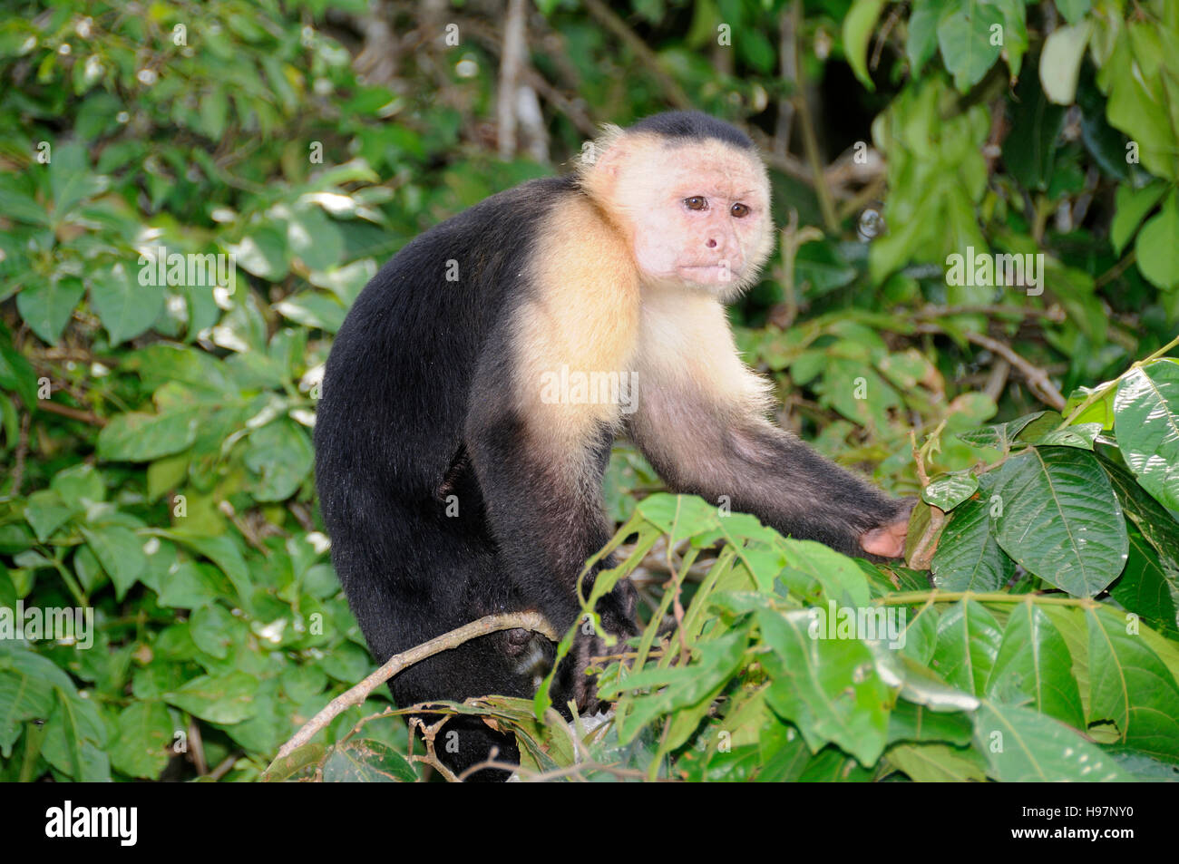 White-headed capuchin monkey, Rainforest, Gamboa, Panama Stock Photo