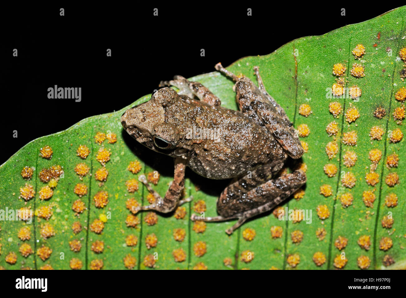 Tiny toad on bottom of fern leaf in tropical rainforest of Panama, Rainforest, Gamboa, Panama Stock Photo