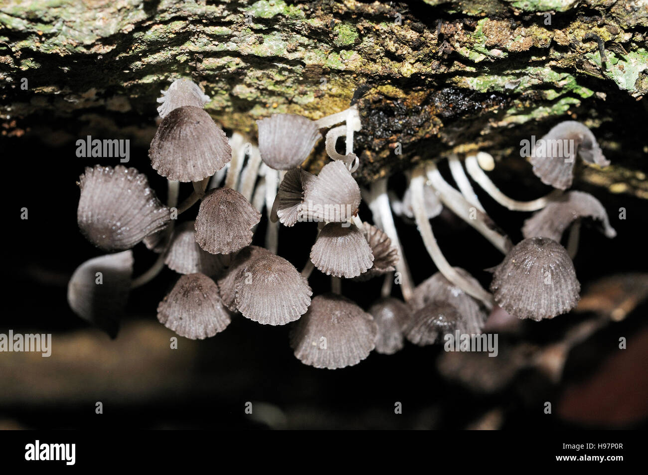 Murrill Mushroom, Rainforest, Gamboa, Panama Stock Photo