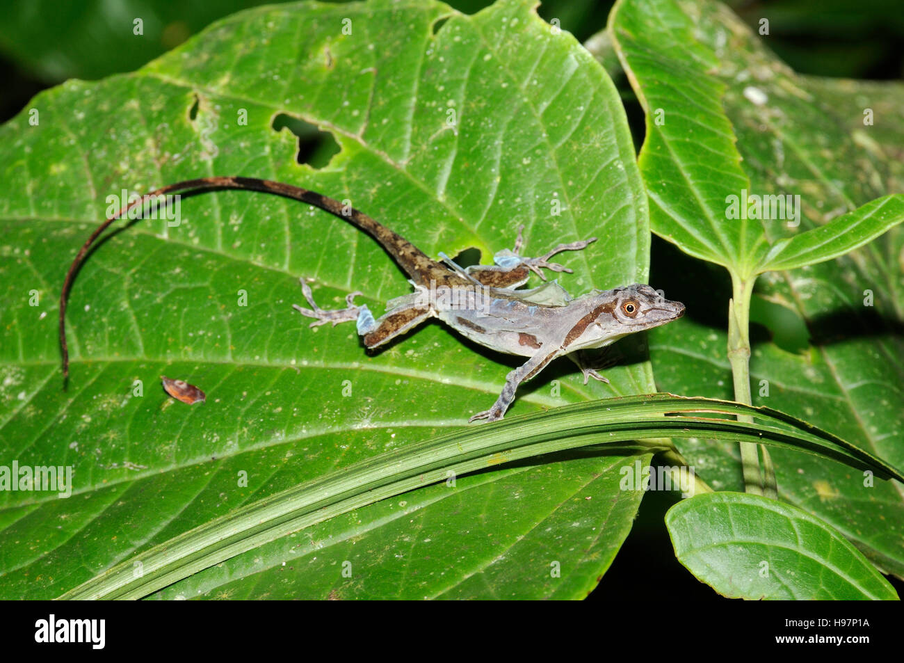 Anoles, Lizard during skinning, Rainforest, Gamboa, Panama Stock Photo