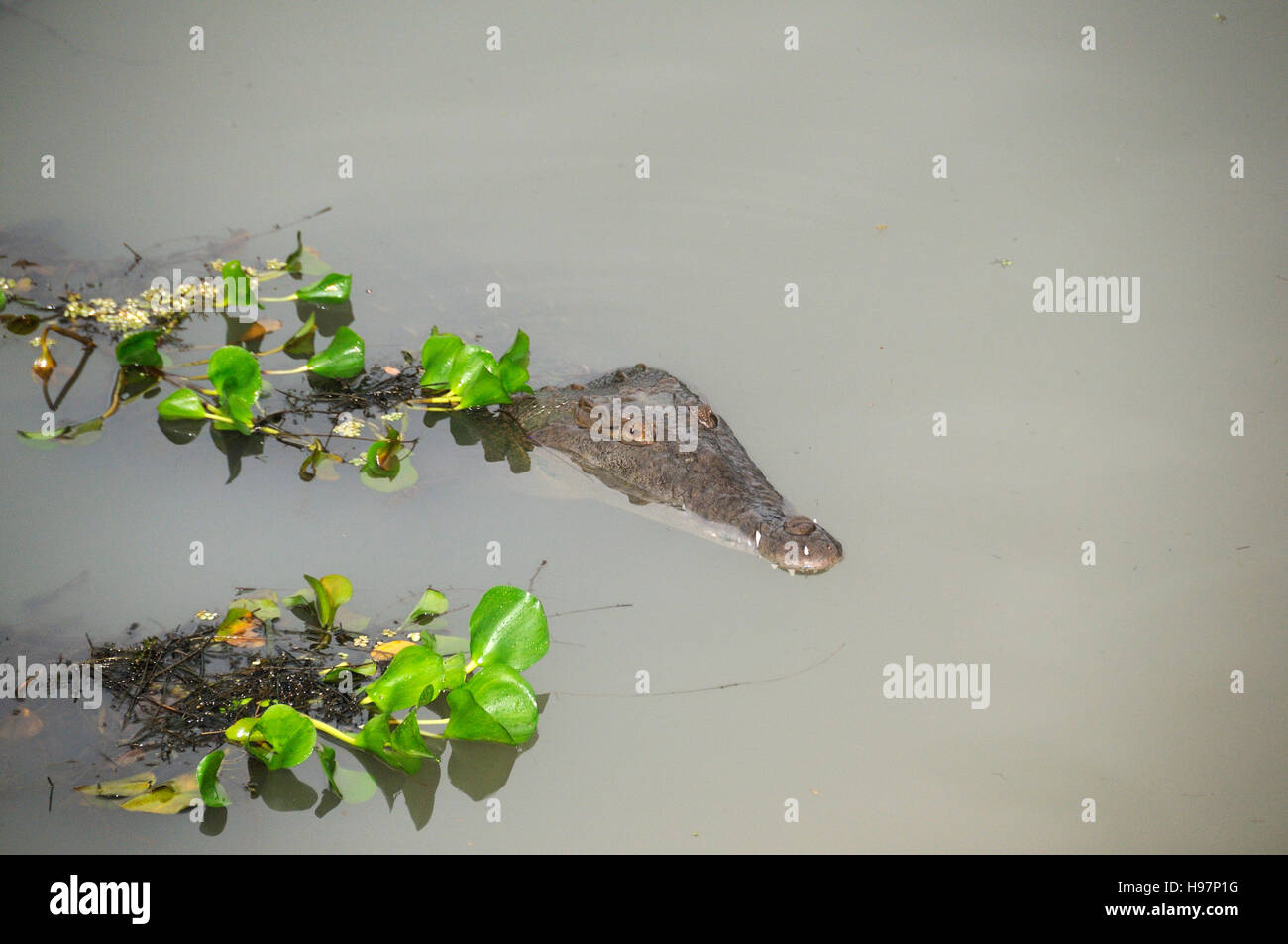 Head of American crocodile in the water, Rainforest, Gamboa, Panama Stock Photo