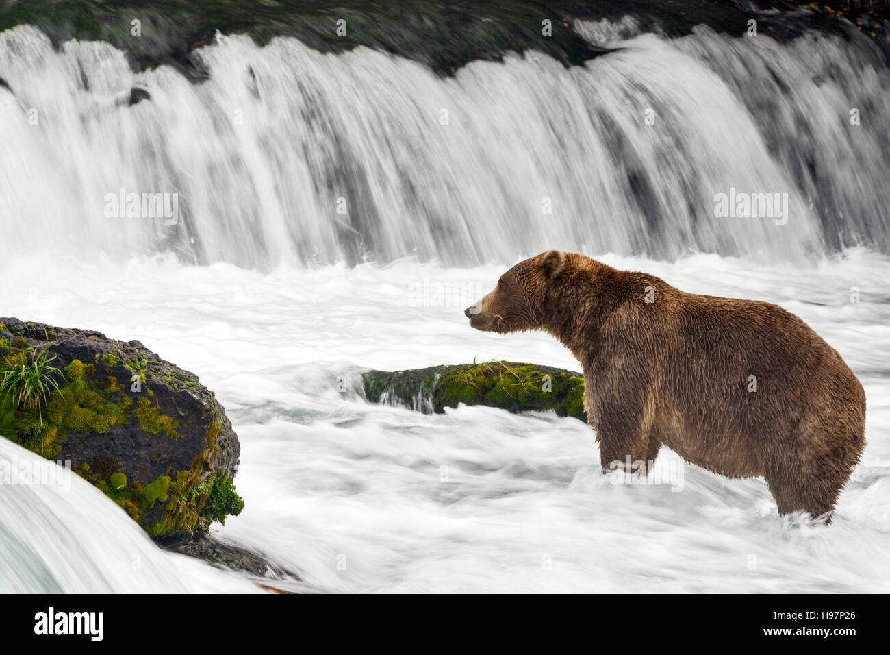 A juvenile male coastal brown bear actively searches beneath a thundering waterfall for Sockeye salmon during their migration Stock Photo