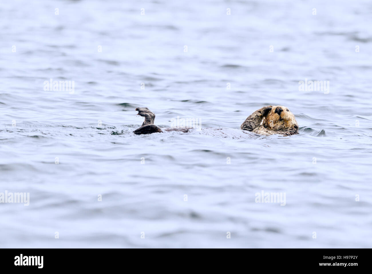 Northern sea otter grooming while rafting in the sea off the Alaska coast Stock Photo