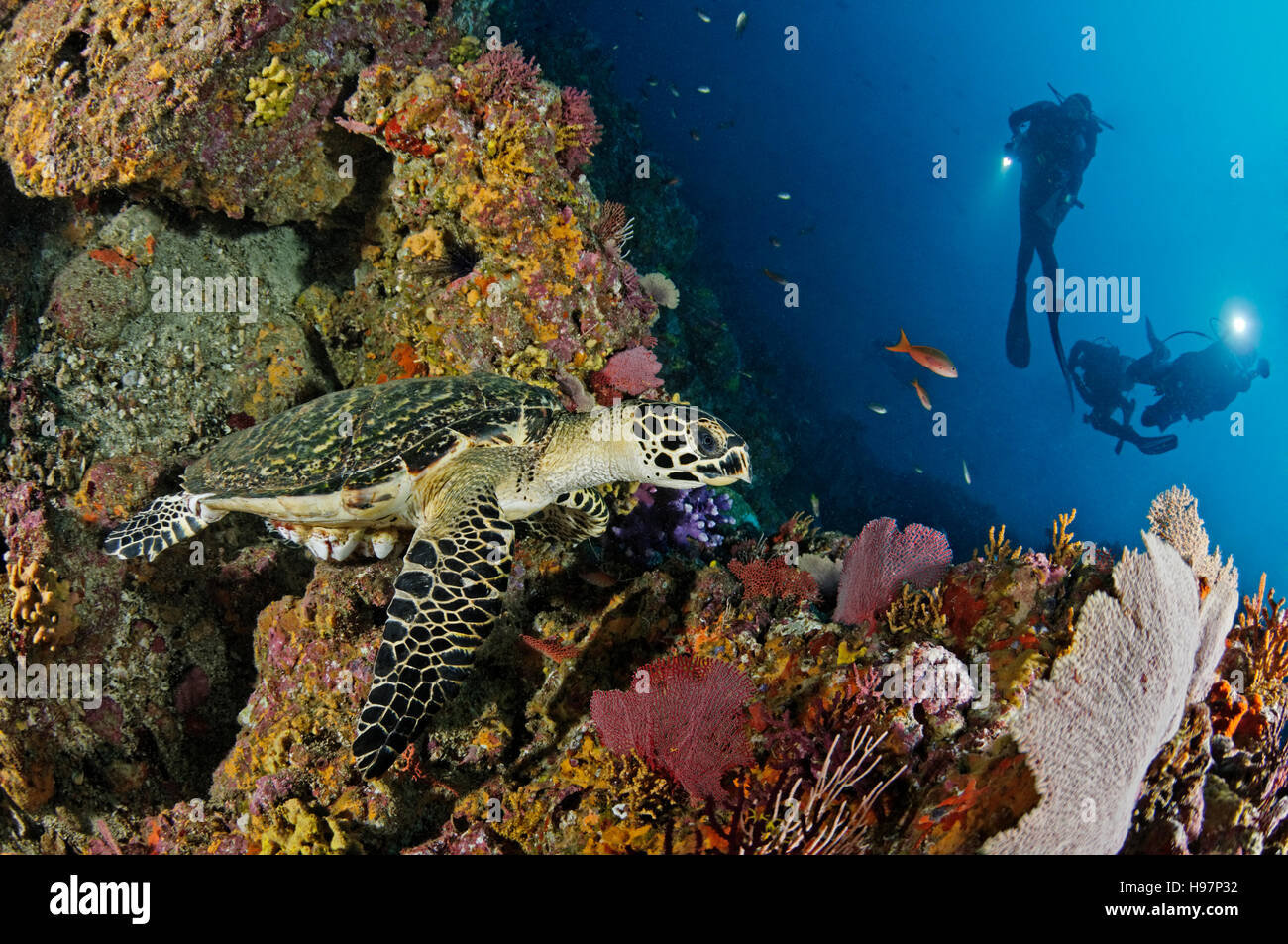 hawksbill sea turtle at colorful rocky reef with scuba diver, Malpelo Island, Colombia, East Pacific Ocean Stock Photo