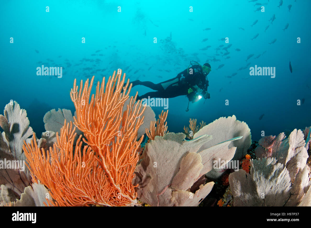 scuba diver and coralreef with seafans at Coiba, Panama, Coiba, Panama, East Pacific Ocean Stock Photo