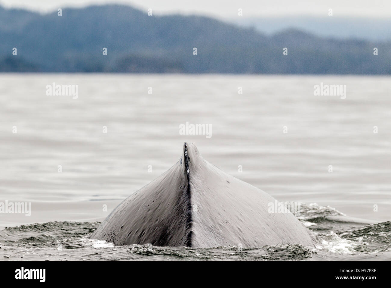 An adult Humpback whale (Megaptera novaeangliae) diving in the waters around the coast of Alaska Stock Photo