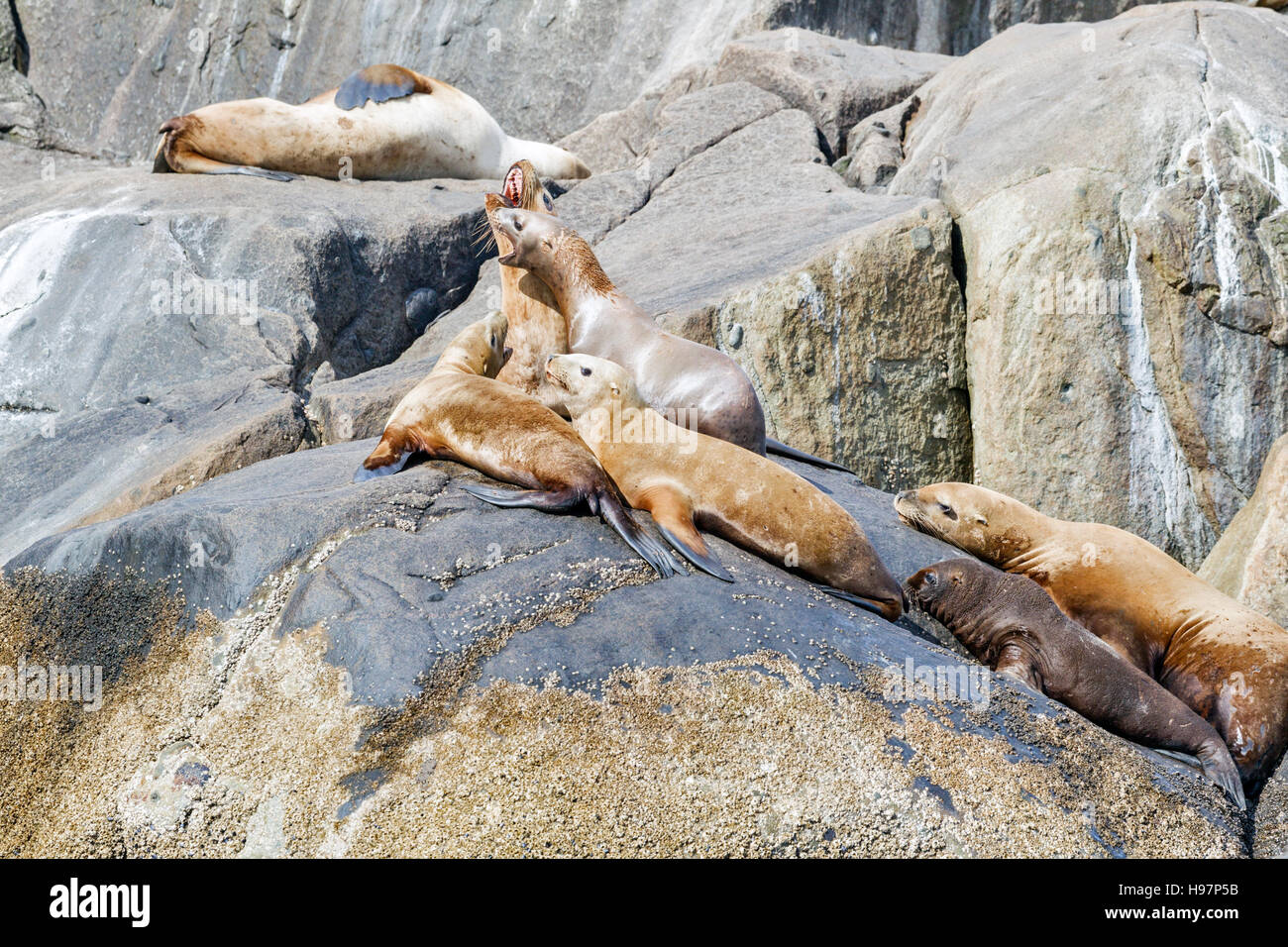 Steller Sea Lion, Alaska Stock Photo