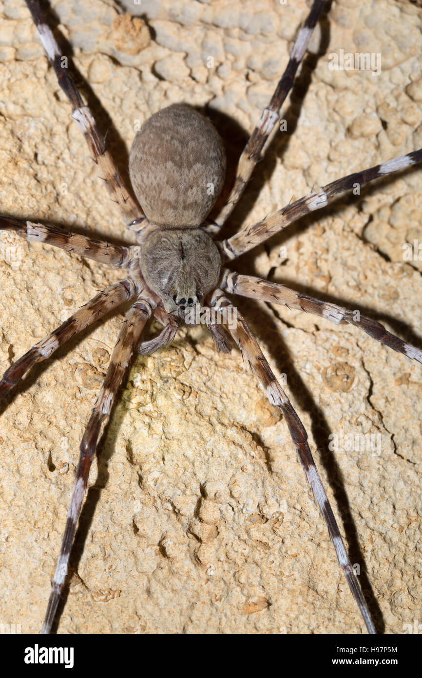 Big Zebra spider Viridasius fasciatus, Viridasius is a genus of spider endemic in Madagascar