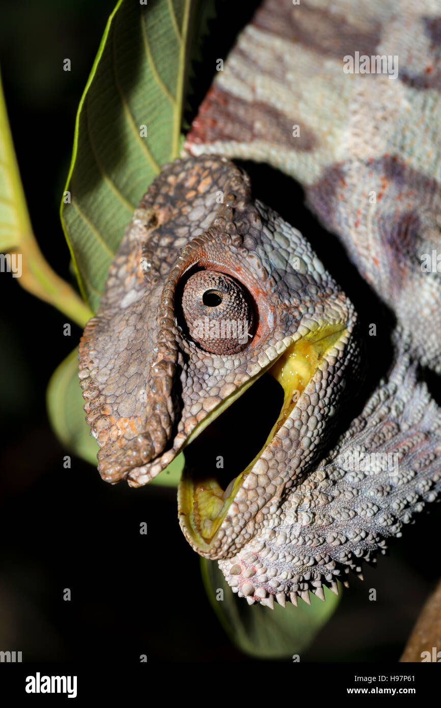 Angry big panther chameleon (Furcifer pardalis) with opened mouth on