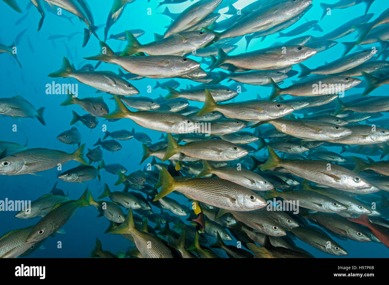school of Golden Snappers, Malpelo Island, Colombia, East Pacific Ocean Stock Photo
