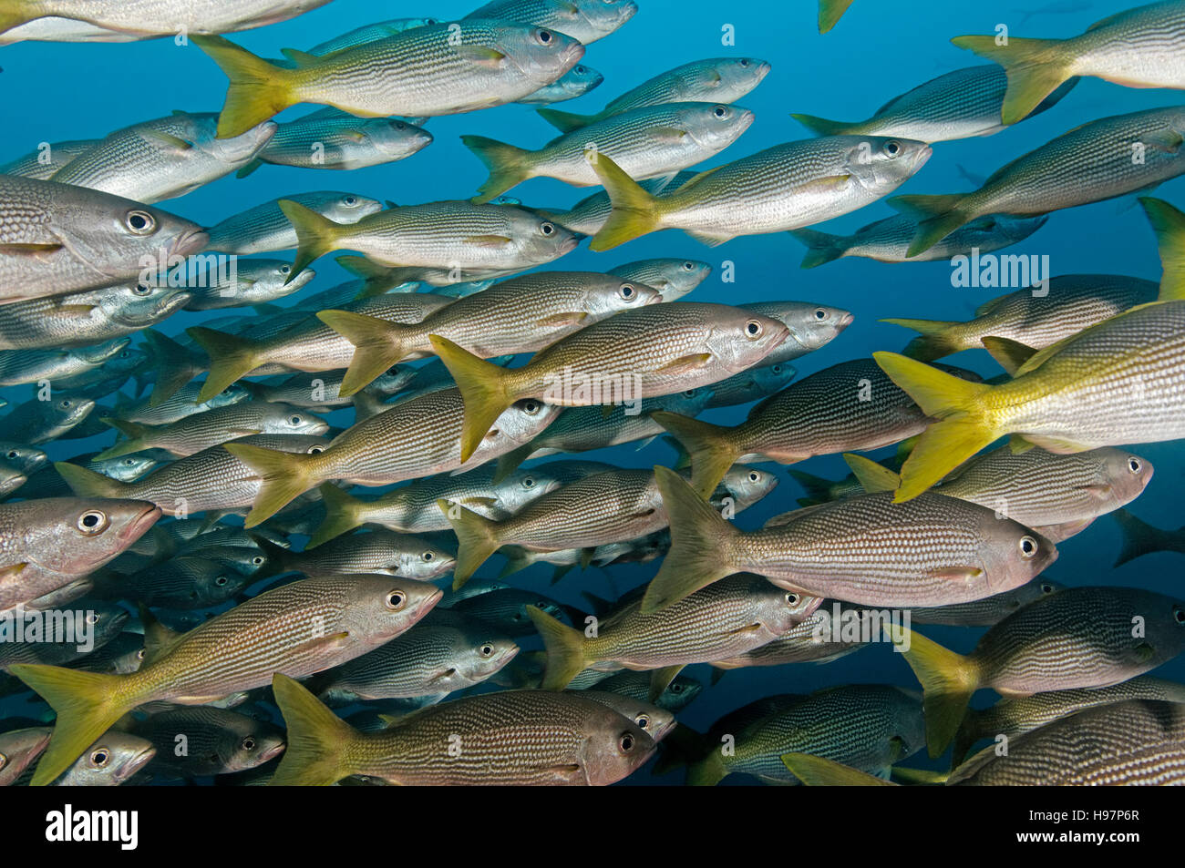 school of Golden Snappers, Malpelo Island, Colombia, East Pacific Ocean Stock Photo