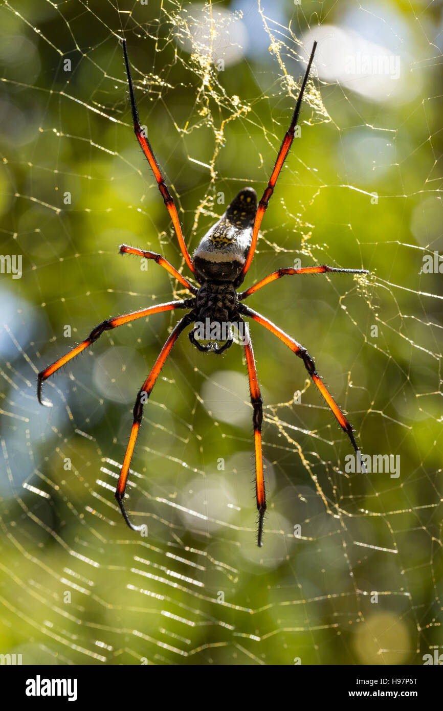Golden silk orbweaver, Giant spider on web. Nosy Mangabe, Toamasina