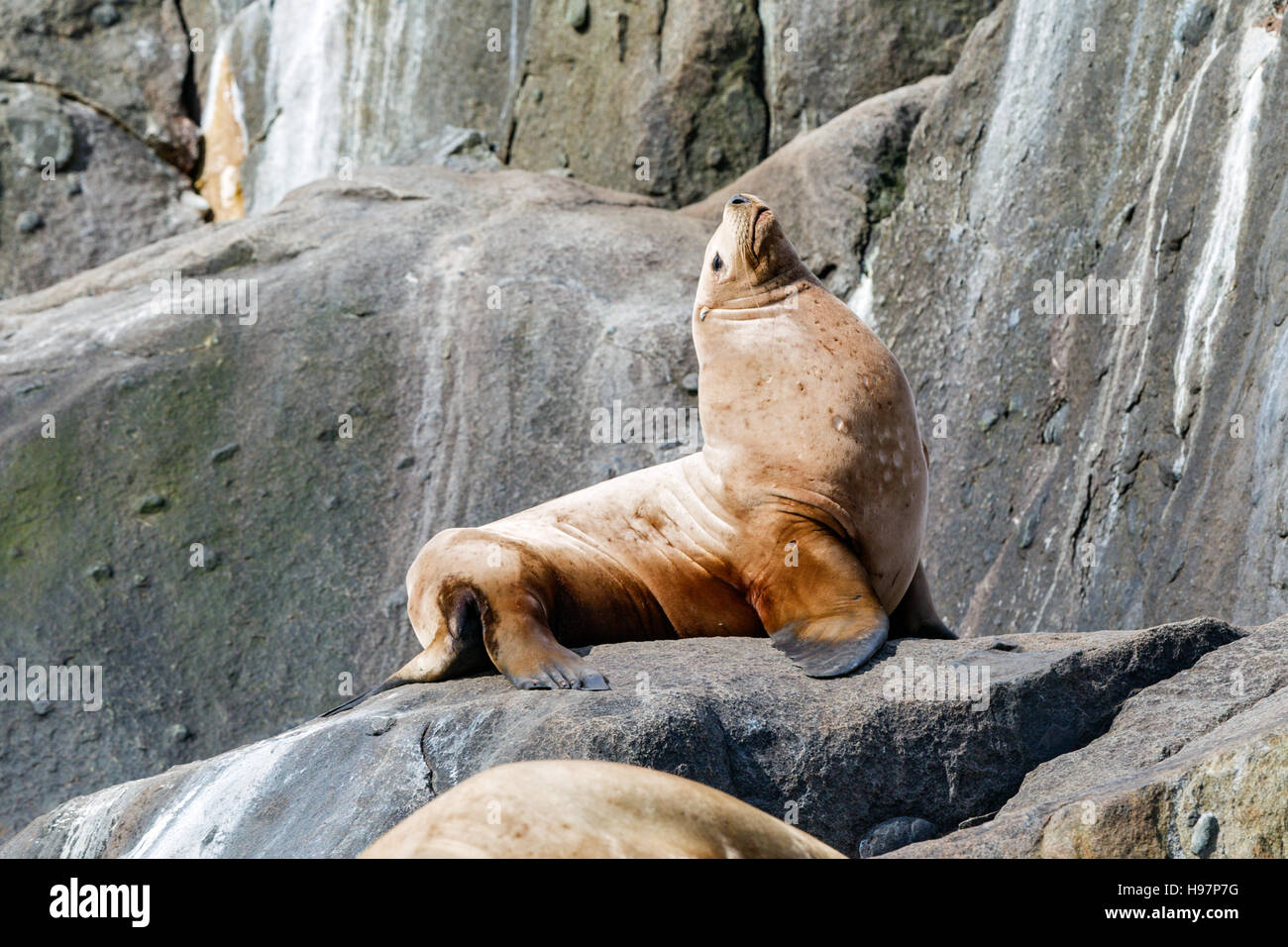 Steller Sea Lion, Alaska Stock Photo