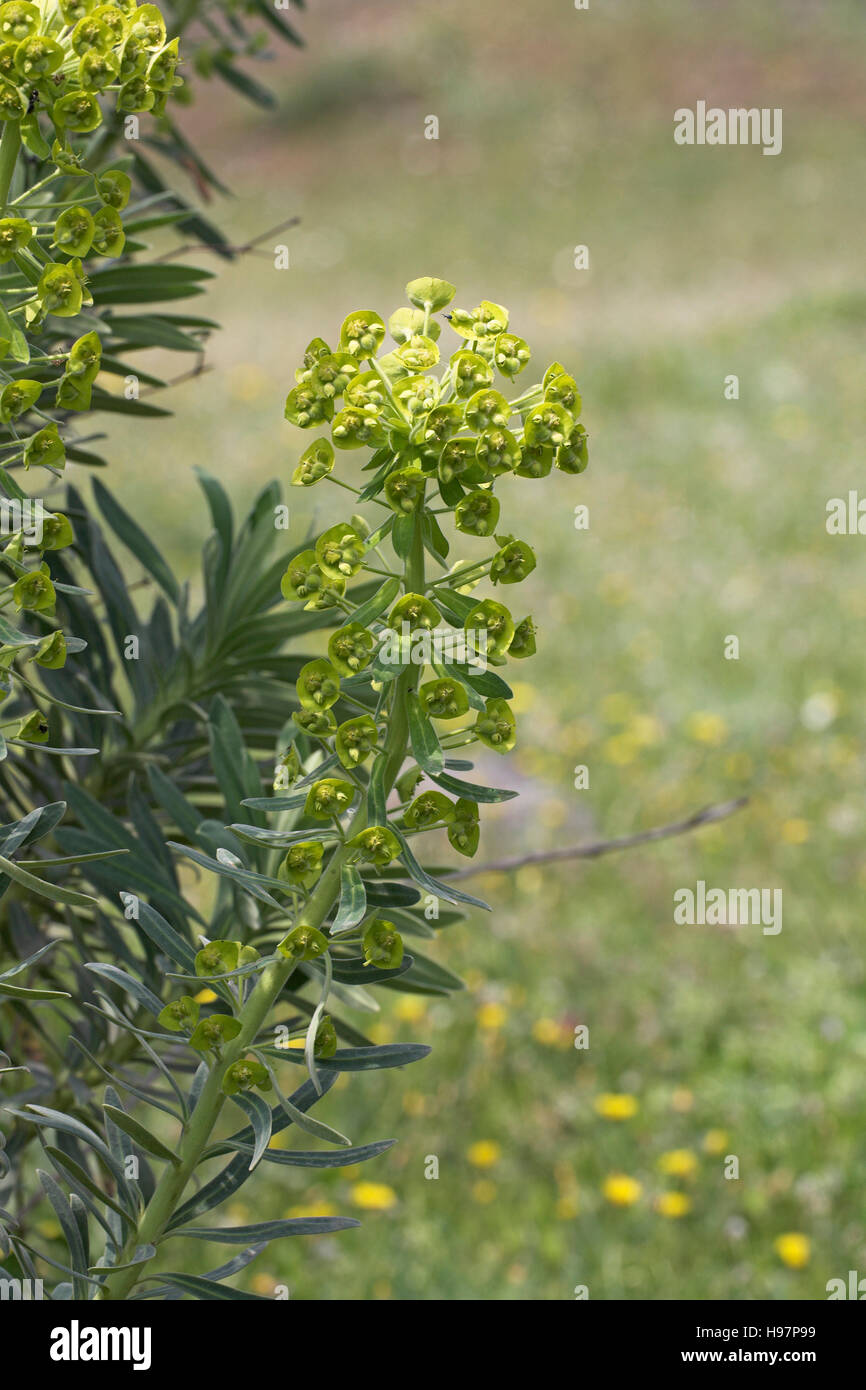 Euphorbia wulfenii Corsica France Stock Photo