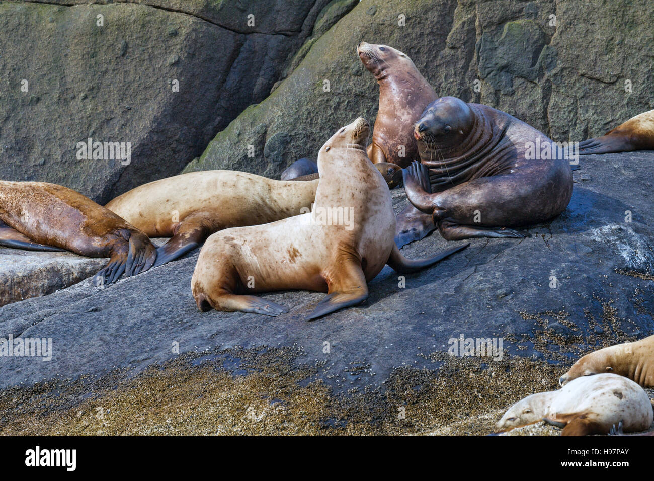 Steller Sea Lion, Alaska Stock Photo