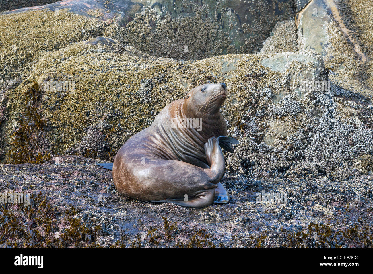 Steller Sea Lion, Alaska Stock Photo Alamy
