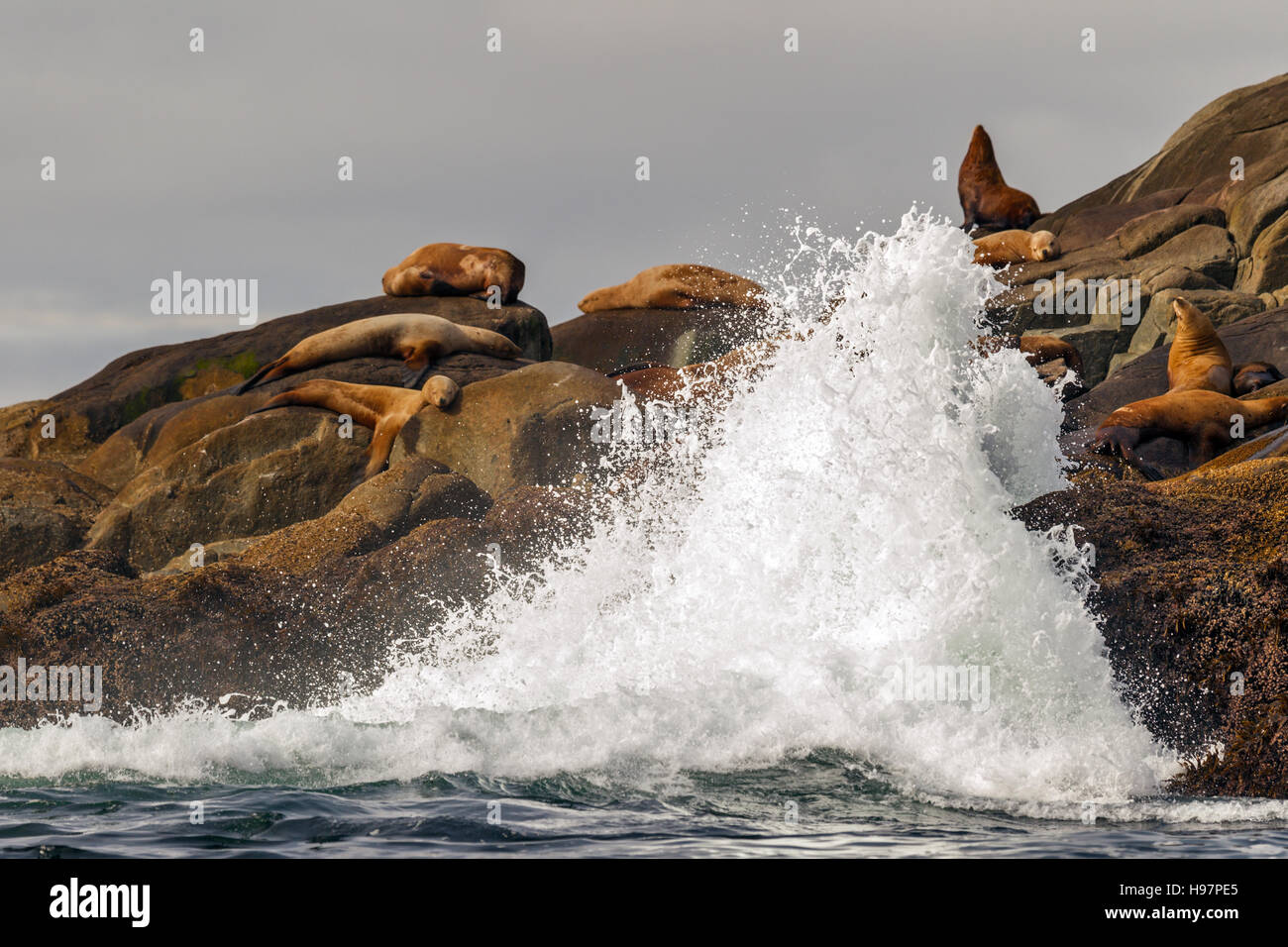 Steller Sea Lion, Alaska Stock Photo Alamy