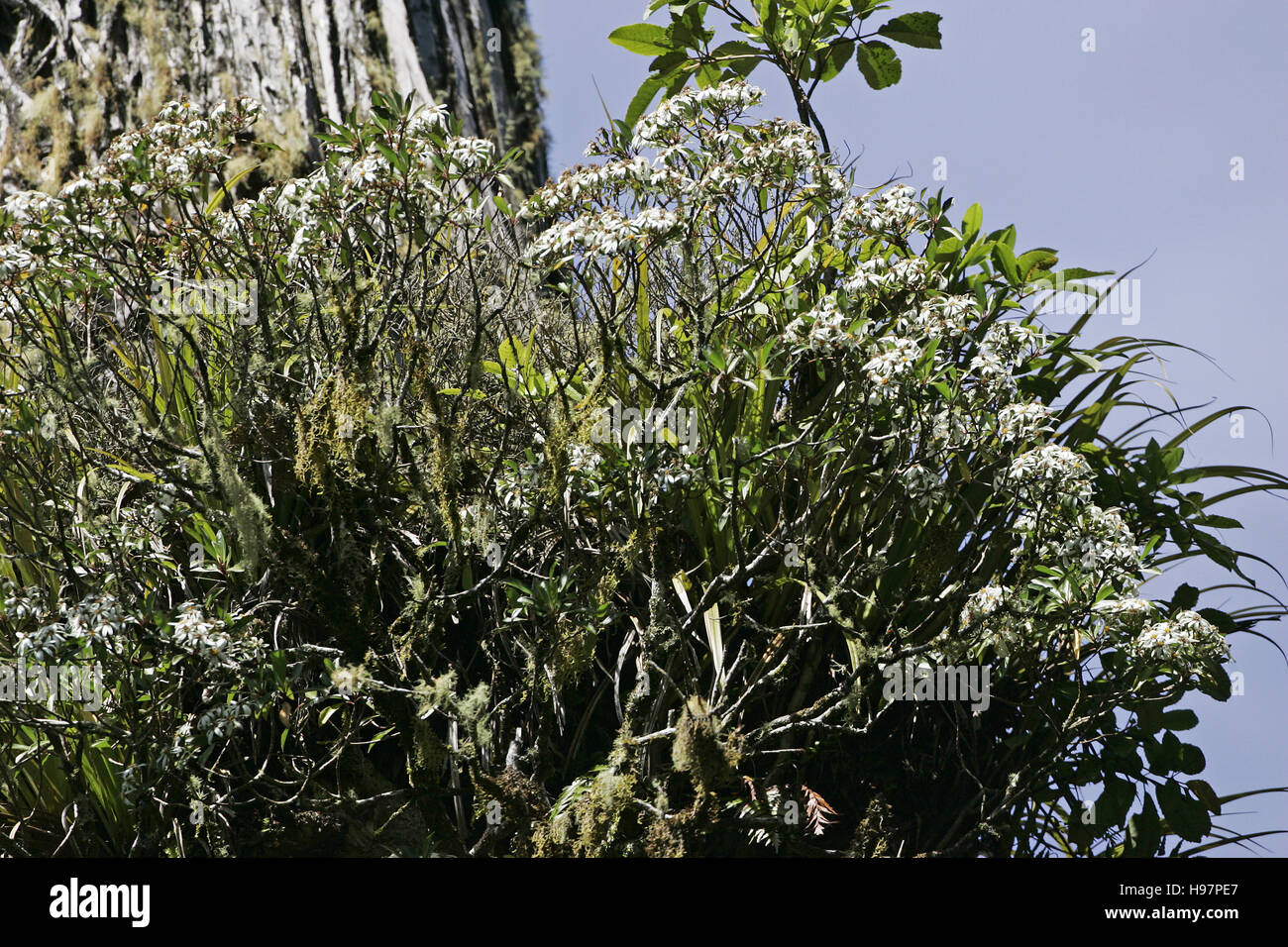 Tree daisy Olearia spp New Zealand Stock Photo