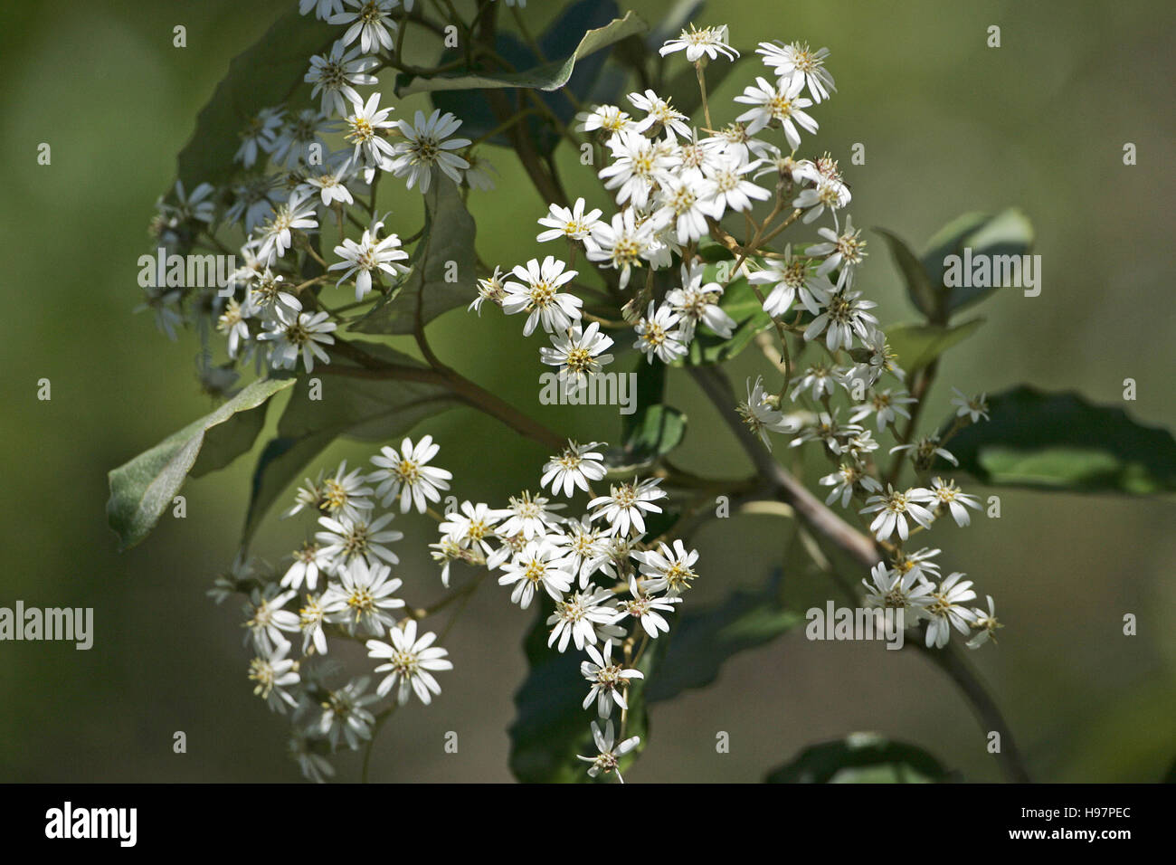 Tree daisy Olearia spp New Zealand Stock Photo