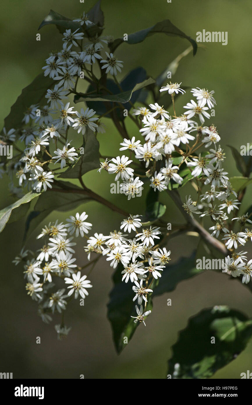 Tree daisy Olearia spp New Zealand Stock Photo Alamy