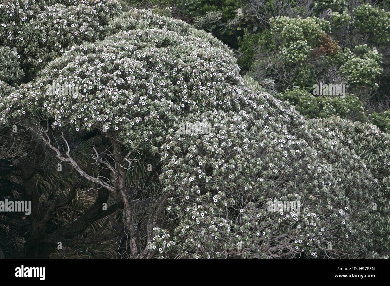 Tree daisy Olearia rani New Zealand Stock Photo